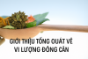 Nguồn Gốc Và Phân Loại (Bài 02)