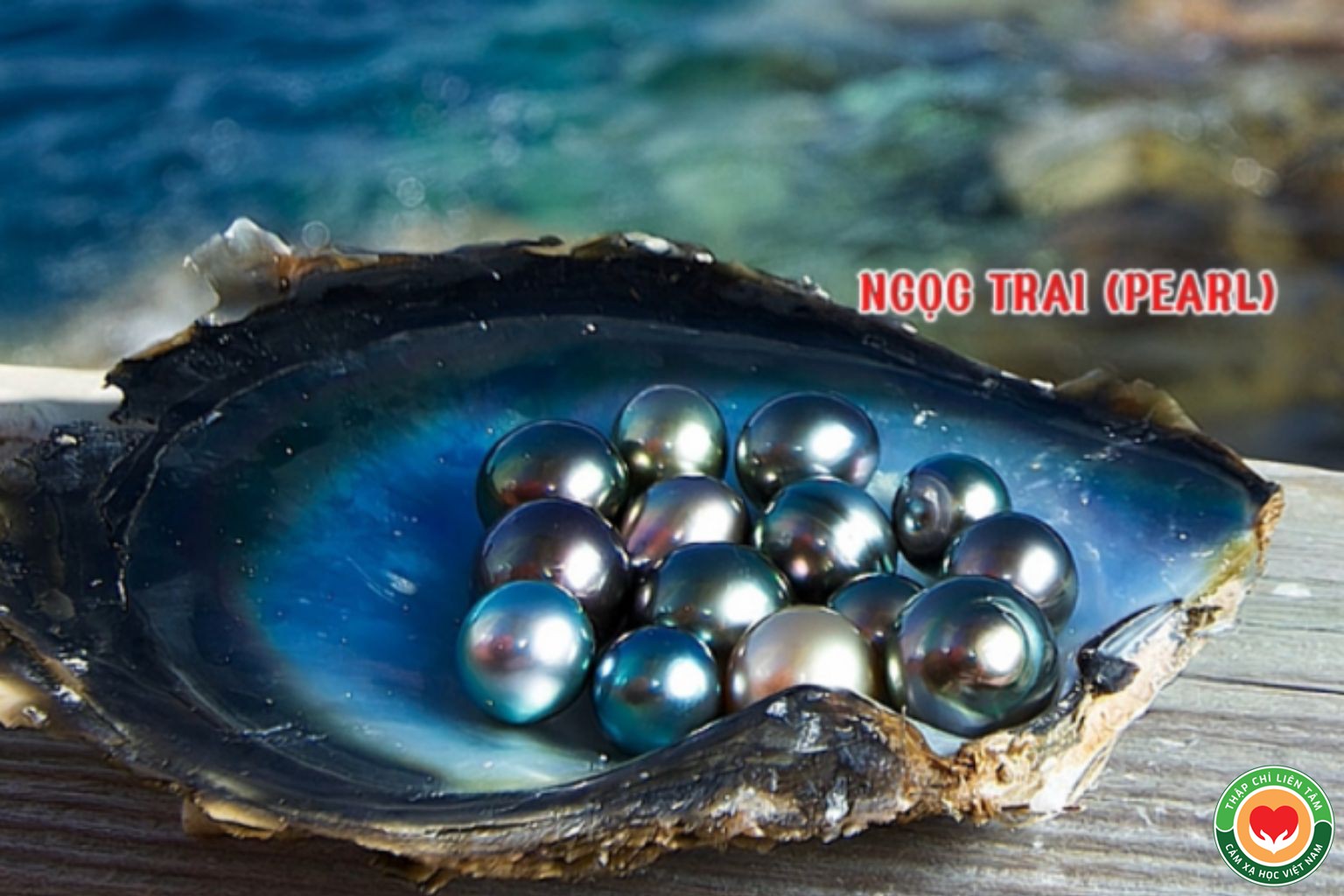 Ngọc Trai (Pearl): Biểu Tượng Của Vẻ Đẹp, Tinh Khiết và Chính Trực (bài 85)