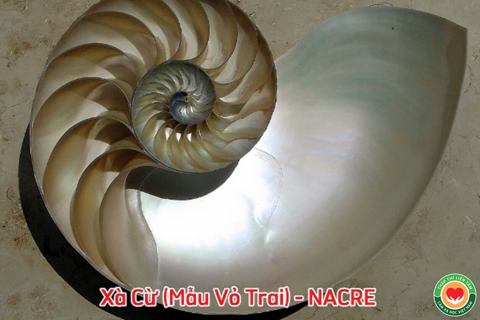Xà Cừ (Mẫu Vỏ Trai): Ý Nghĩa, Tác Dụng và Ứng Dụng Trong Thạch Trị Liệu (bài 79)