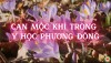 Năng Lượng Cây – Can Mộc Khí Trong Y Học Phương Đông (Bài 01)
