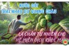 Nước Cốt Trái Nhàu Dư Quang Châu – Lá Chắn Tự Nhiên Cho Hệ Miễn Dịch (bài 1