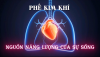 Phế Kim Khí – Nguồn Năng Lượng Của Sự Sống (Bài 01)