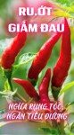 Ru Ớt – Giảm Đau, Ngừa Rụng Tóc, Ngăn Tiểu Đường (Bài 43)