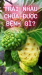 Trái Nhàu Chữa Được Bệnh Gì? – Câu Chuyện Ít Người Biết (Bài 51)