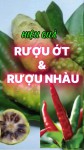 Hiệu Quả Của Rượu Ớt & Rượu Nhàu Dư Quang Châu (Bài 61)