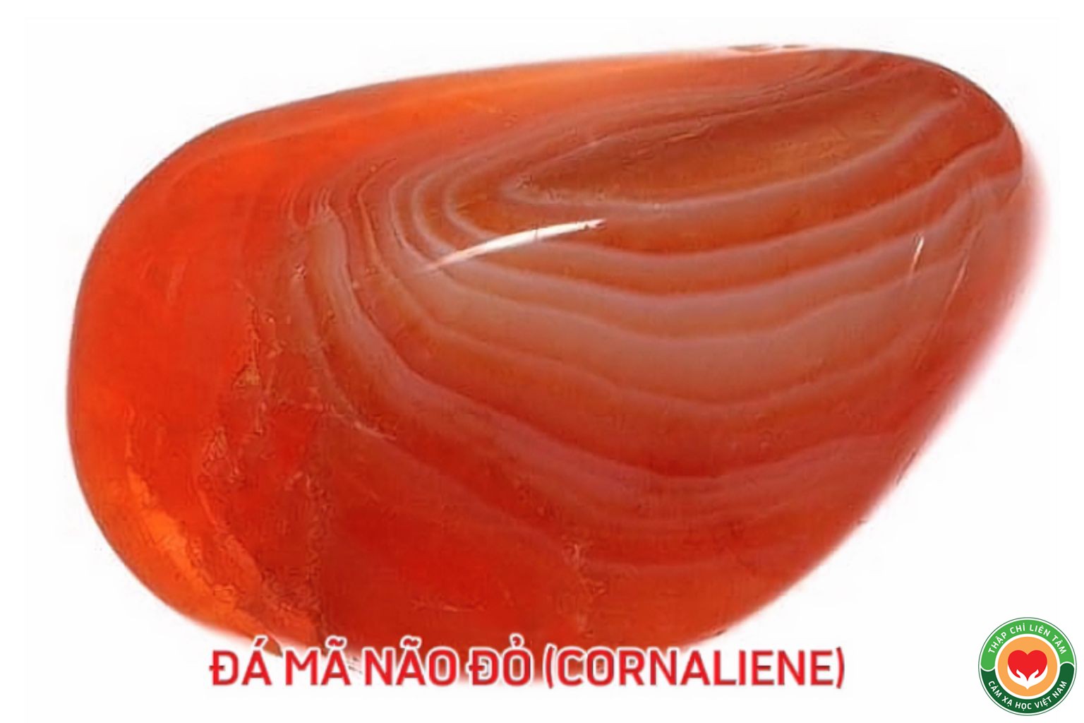 Đá Mã Não Đỏ (Carnelian): Ý Nghĩa, Tác Dụng và Ứng Dụng (bài 54)