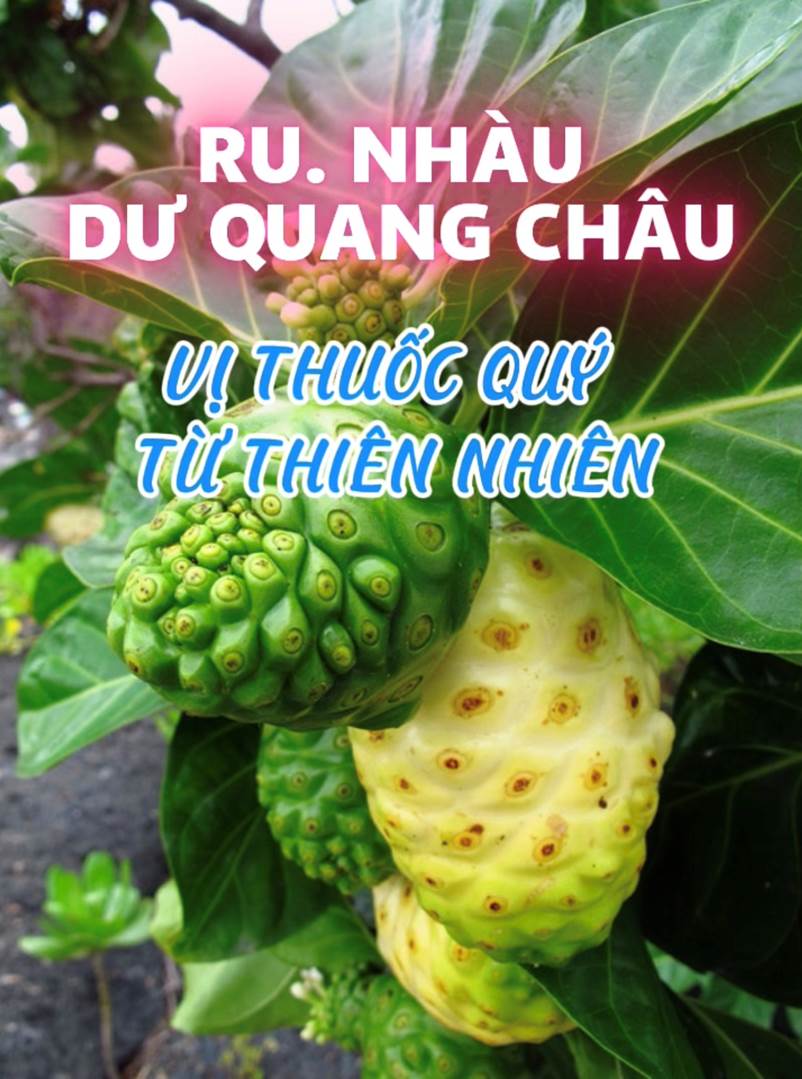 Ru. Nhàu Dư Quang Châu “Vị Thuốc Quý Từ Thiên Nhiên – Bí Mật Cho Sức Khỏe Toàn Diện” (Bài 40)
