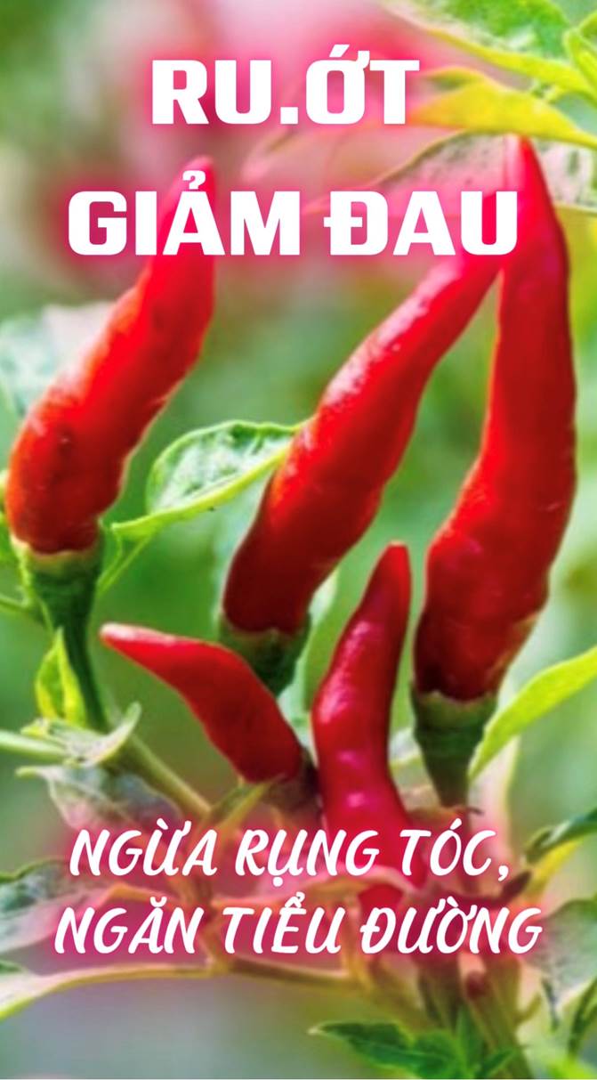Ru Ớt – Giảm Đau, Ngừa Rụng Tóc, Ngăn Tiểu Đường (Bài 44 )