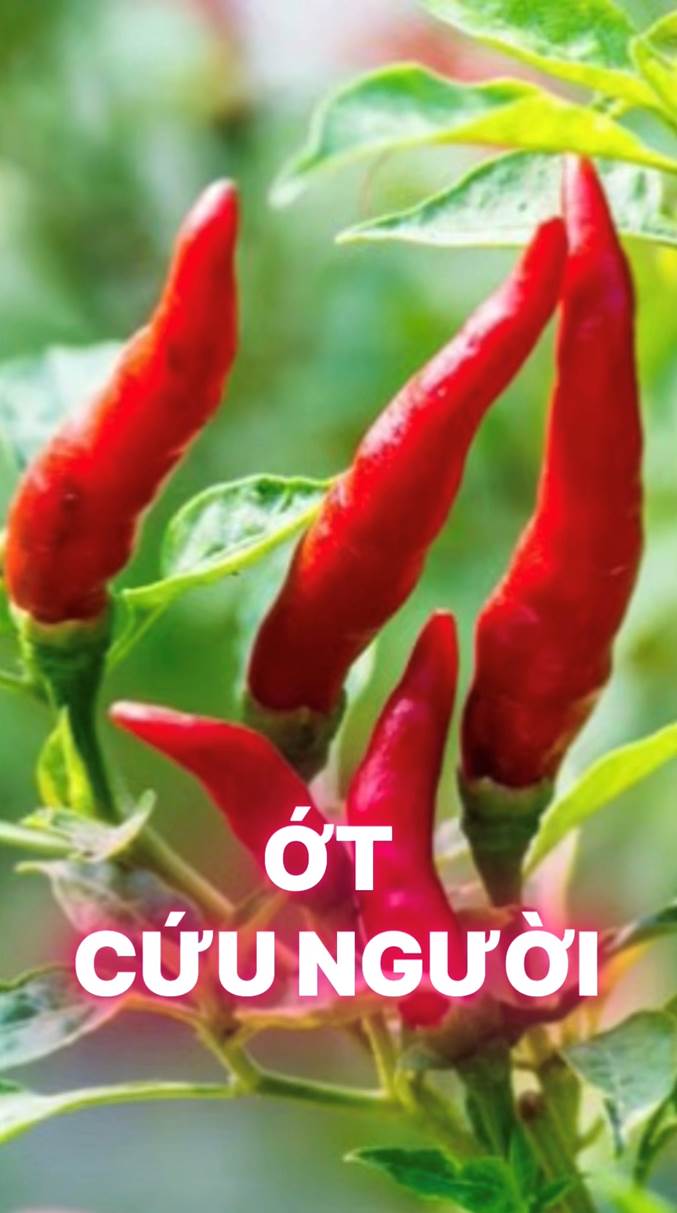 Rượu Ớt Cứu Được Nhiều Người (Bài 58)