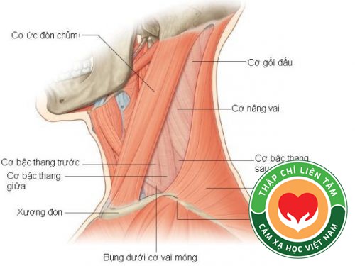Bấm Huyệt Thập Chỉ Liên Tâm – Cơ Bậc Thang (Scalènes) (Bài 72 )